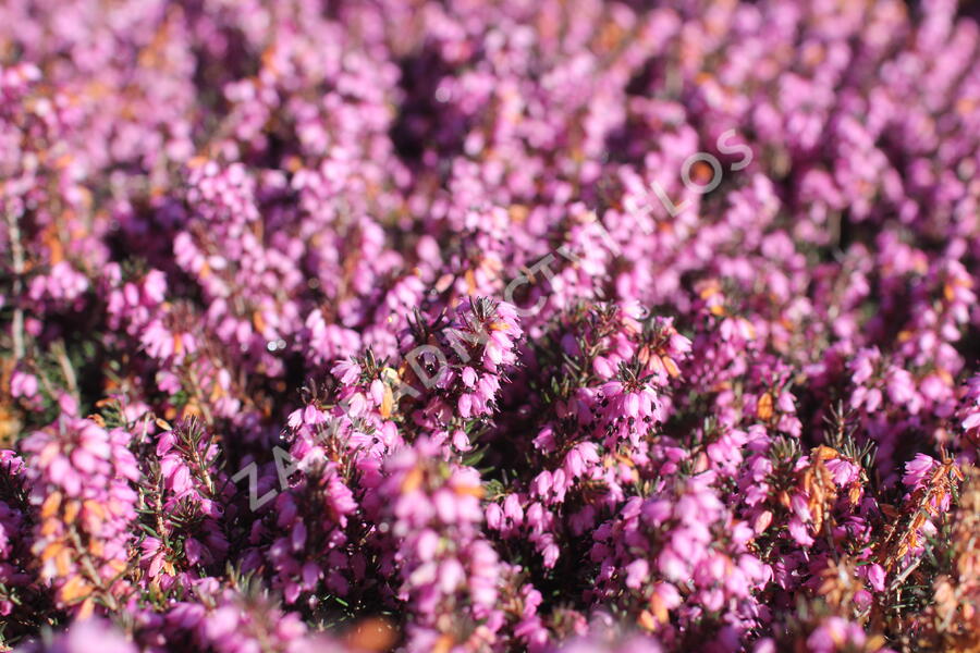 Vřesovec darlejský 'Spring Surprise' - Erica darleyensis 'Spring Surprise'