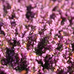 Vřesovec darlejský 'Spring Surprise' - Erica darleyensis 'Spring Surprise'