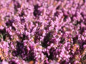 Vřesovec darlejský 'Spring Surprise' - Erica darleyensis 'Spring Surprise'