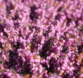 Vřesovec darlejský 'Spring Surprise' - Erica darleyensis 'Spring Surprise'