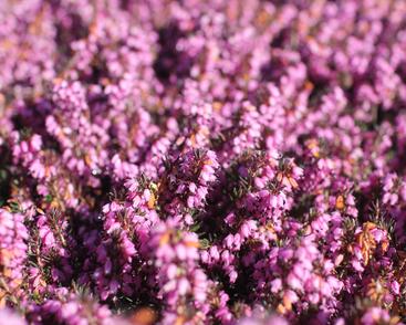 Vřesovec darlejský 'Spring Surprise'