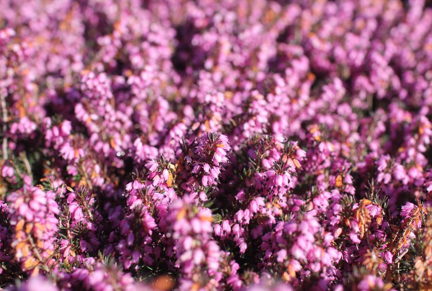 Vřesovec darlejský 'Spring Surprise' - Erica darleyensis 'Spring Surprise'