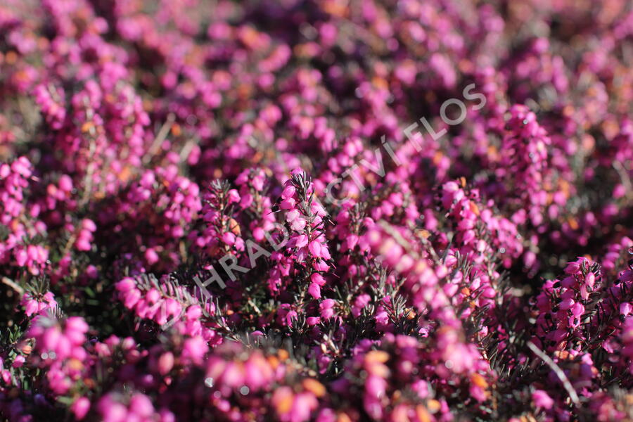 Vřesovec darlejský 'Kramer's Rote' - Erica darleyensis 'Kramer's Rote'