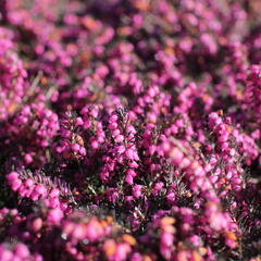 Vřesovec darlejský 'Kramer's Rote' - Erica darleyensis 'Kramer's Rote'