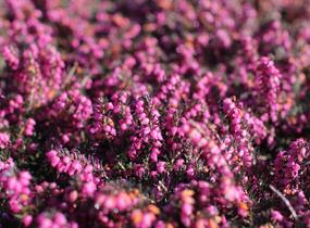 Vřesovec darlejský 'Kramer's Rote' - Erica darleyensis 'Kramer's Rote'