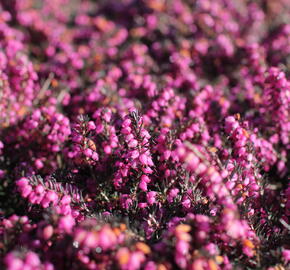 Vřesovec darlejský 'Kramer's Rote' - Erica darleyensis 'Kramer's Rote'