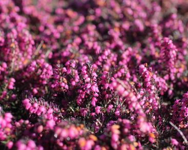 Vřesovec darlejský 'Kramer's Rote'