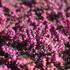 Erica darleyensis 'Kramer's Rote'.JPG