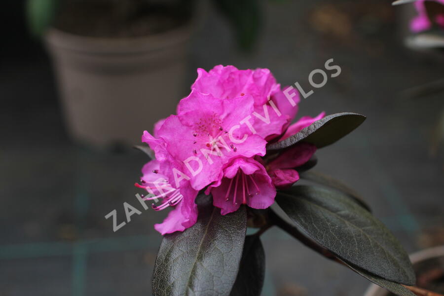 Rhododendron 'P.J.M. Elite' - Rhododendron 'P.J.M. Elite'