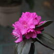 Rhododendron  'P.J.M. Elite' - Rhododendron 'P.J.M. Elite'