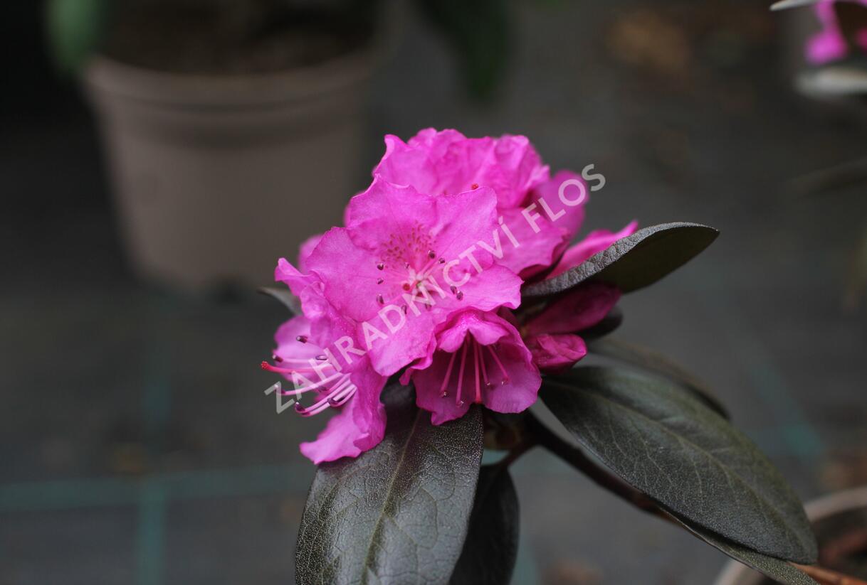 Rhododendron 'P.J.M. Elite' - Rhododendron 'P.J.M. Elite'