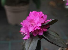 Rhododendron 'P.J.M. Elite' - Rhododendron 'P.J.M. Elite'