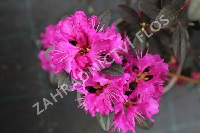 Rhododendron 'P.J.M. Elite' - Rhododendron 'P.J.M. Elite'