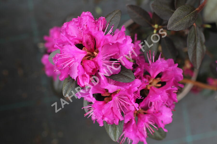 Rhododendron 'P.J.M. Elite' - Rhododendron 'P.J.M. Elite'