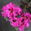 Rhododendron 'P.J.M. Elite' - Rhododendron 'P.J.M. Elite'