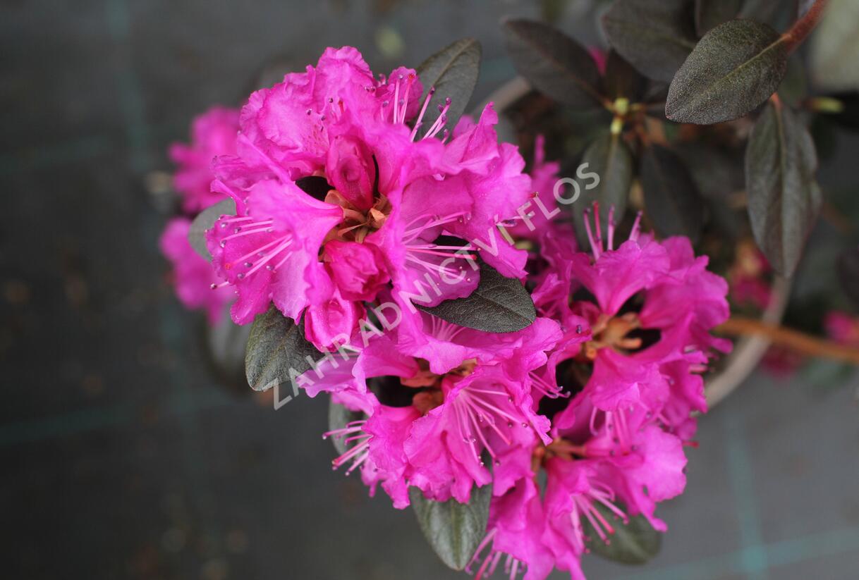Rhododendron 'P.J.M. Elite' - Rhododendron 'P.J.M. Elite'