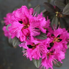 Rhododendron 'P.J.M. Elite' - Rhododendron 'P.J.M. Elite'