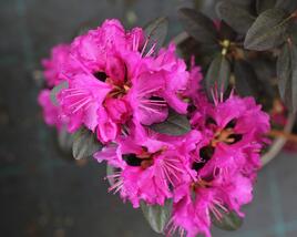 Rhododendron 'P.J.M. Elite'