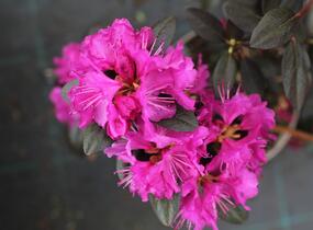 Rhododendron 'P.J.M. Elite' - Rhododendron 'P.J.M. Elite'