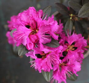 Rhododendron 'P.J.M. Elite' - Rhododendron 'P.J.M. Elite'