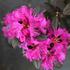 Rhododendron 'P.J.M. Elite'.JPG
