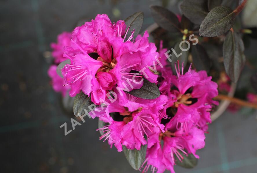 Rhododendron 'P.J.M. Elite' - Rhododendron 'P.J.M. Elite'