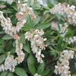 Pieris japonský 'Cupido' - Pieris japonica 'Cupido'