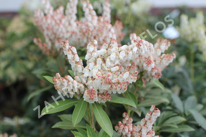 Pieris japonský 'Cupido' - Pieris japonica 'Cupido'