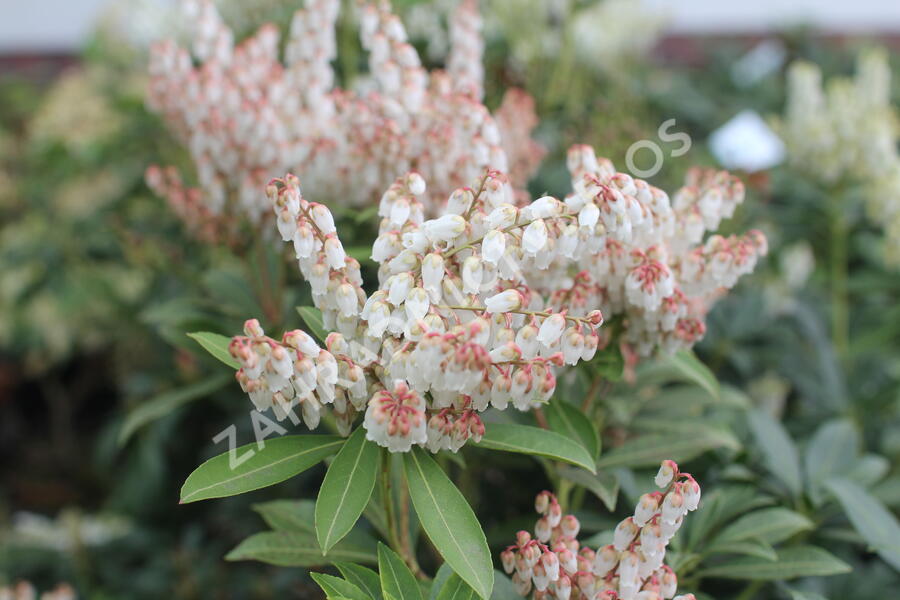 Pieris japonský 'Cupido' - Pieris japonica 'Cupido'