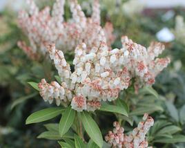 Pieris japonský 'Cupido'