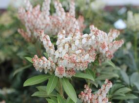 Pieris japonský 'Cupido' - Pieris japonica 'Cupido'