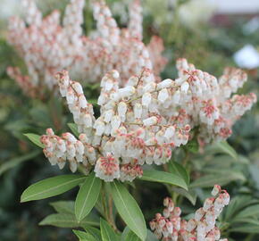 Pieris japonský 'Cupido' - Pieris japonica 'Cupido'
