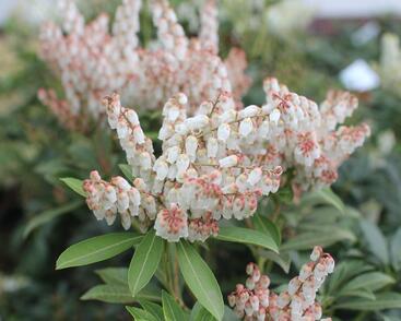 Pieris japonský 'Cupido'