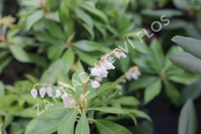 Pieris japonský 'White Cascade' - Pieris japonica 'White Cascade'