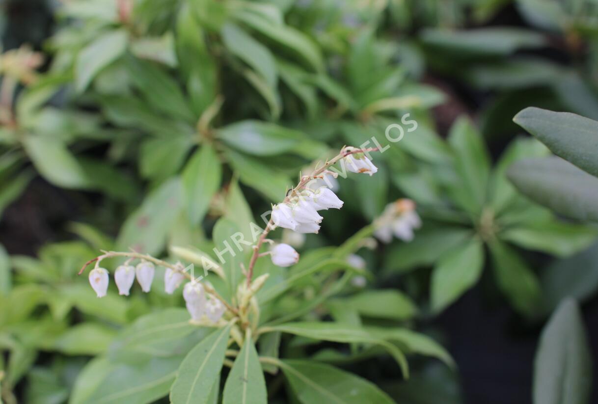 Pieris japonský 'White Cascade' - Pieris japonica 'White Cascade'