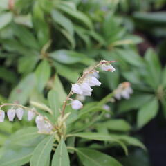 Pieris japonský 'White Cascade' - Pieris japonica 'White Cascade'