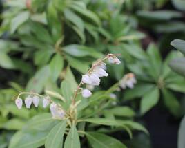 Pieris japonský 'White Cascade'