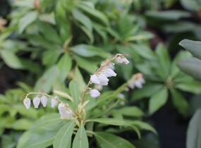 Pieris japonský 'White Cascade' - Pieris japonica 'White Cascade'
