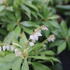 Pieris japonica 'White Cascade'.JPG