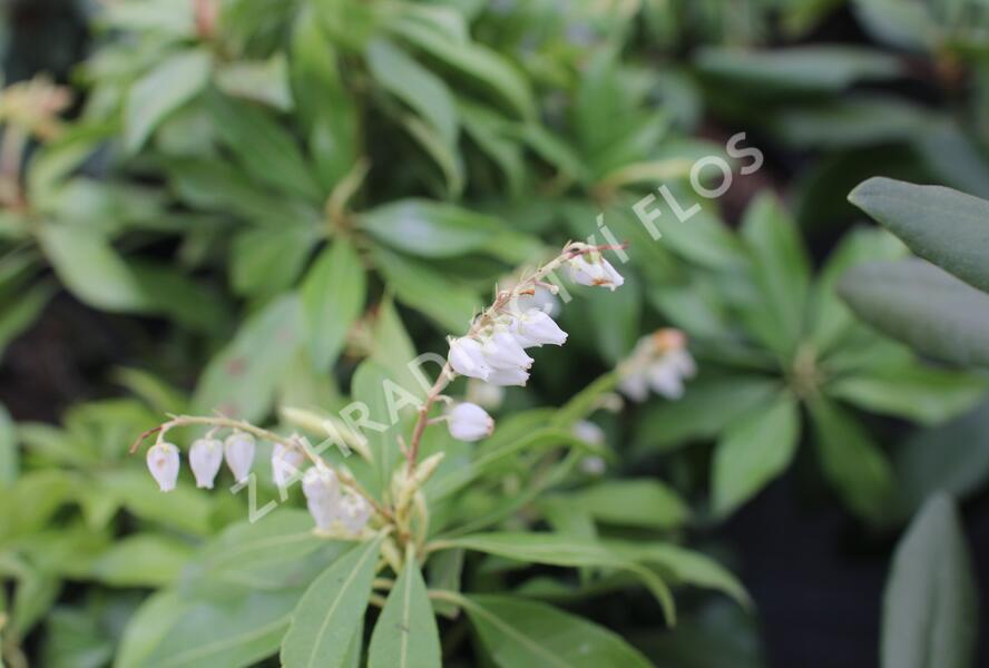 Pieris japonský 'White Cascade' - Pieris japonica 'White Cascade'