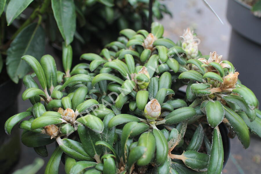 Pěnišník 'Schneekissen' - Rhododendron (Y) 'Schneekissen'