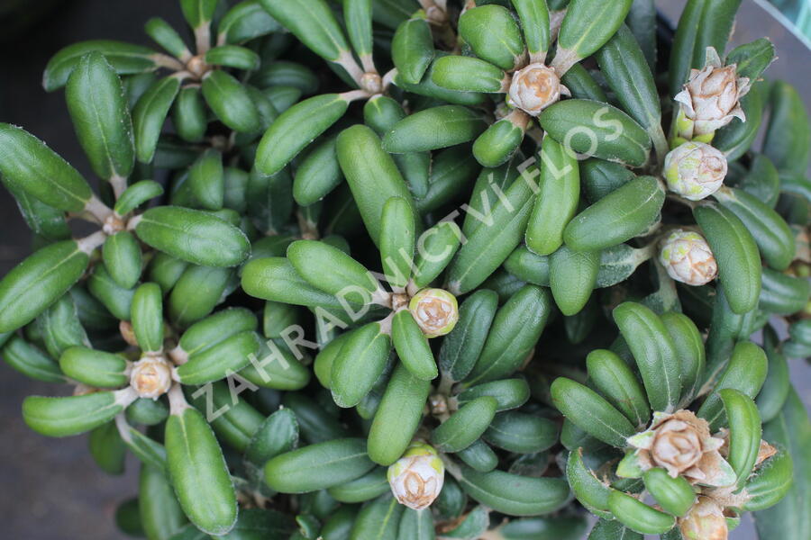 Pěnišník 'Schneekissen' - Rhododendron (Y) 'Schneekissen'