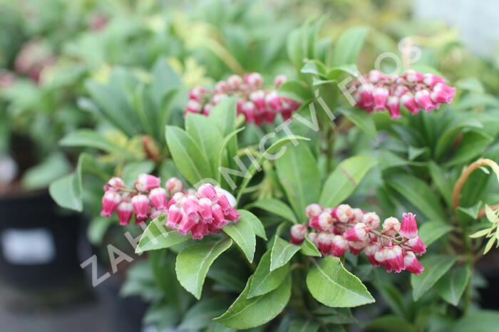 Pieris japonský 'Passion' - Pieris japonica 'Passion'