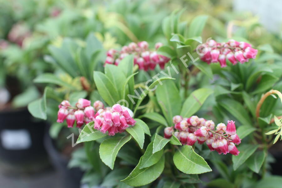 Pieris japonský 'Passion' - Pieris japonica 'Passion'