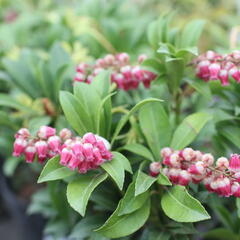 Pieris japonský 'Passion' - Pieris japonica 'Passion'