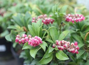 Pieris japonský 'Passion' - Pieris japonica 'Passion'