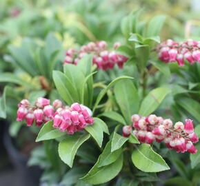 Pieris japonský 'Passion' - Pieris japonica 'Passion'