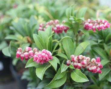 Pieris japonský 'Passion'