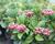Pieris japonský 'Passion'
