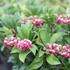 Pieris japonica 'Passion'.JPG